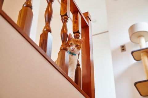 戸建て住宅、G-FLAT(ジーフラット) 、猫と暮らす、レトロ、階段手すり