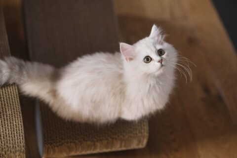 スタイル工房　マンションリノベーション　愛猫
