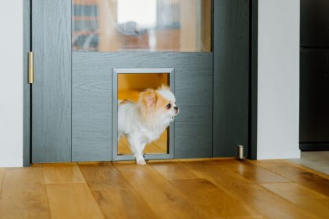 マンションリノベーション、湘南リフォーム、リビングドア、ペットドア、ガラス入りドア