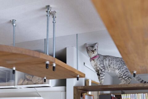 マンションリノベーション、ひかリノベ、キャットウォーク、本棚、散歩道
