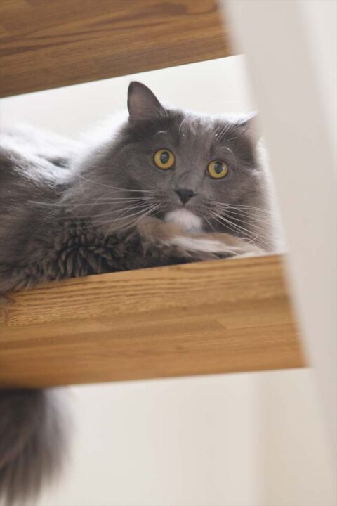 戸建リノベーション、スタイル工房、愛猫、ロフト、階段下収納