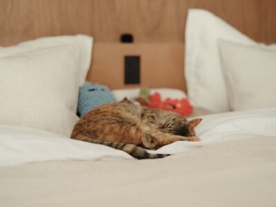 「（株）KITI」の「眺望と光、素材をとことん楽しむリノベーション。猫のための工夫もさりげなく」