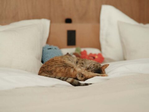 リノベーション事例「眺望と光、素材をとことん楽しむリノベーション。猫のための工夫もさりげなく」