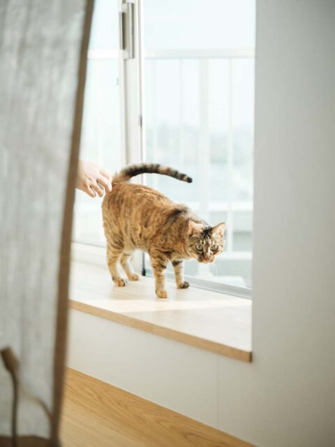 マンションリノベーション、(株)KITI、縁側、出窓風、猫