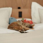 「（株）KITI」の「眺望と光、素材をとことん楽しむリノベーション。猫のための工夫もさりげなく」