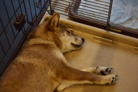 戸建リノベーション、株式会社エコハウス、愛犬