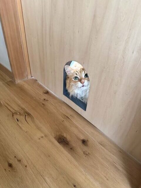 戸建てリノベーション、+Marchitects(プラスエム・アーキテクツ)、猫専用、猫トンネル、猫の通り道